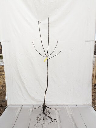 Jabloň Gravštýnske 80 - 110 cm kmeň+koruna