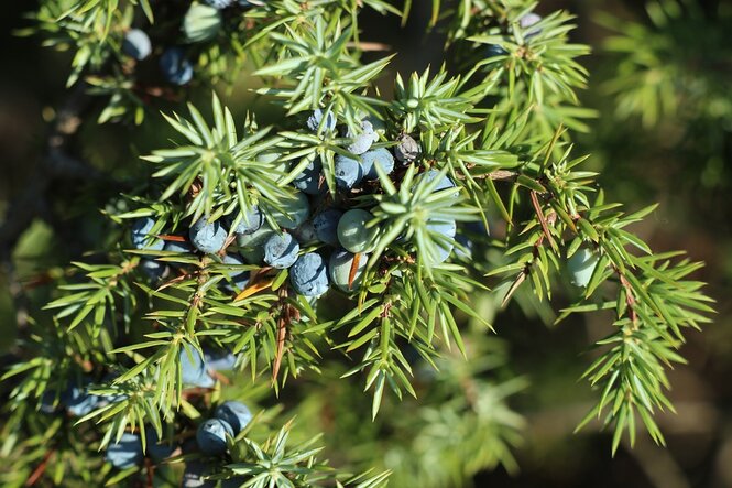 Borievka obyčajná 40 - 60 cm Juniperus communis