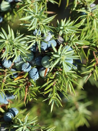 Borievka obyčajná 40 - 60 cm Juniperus communis