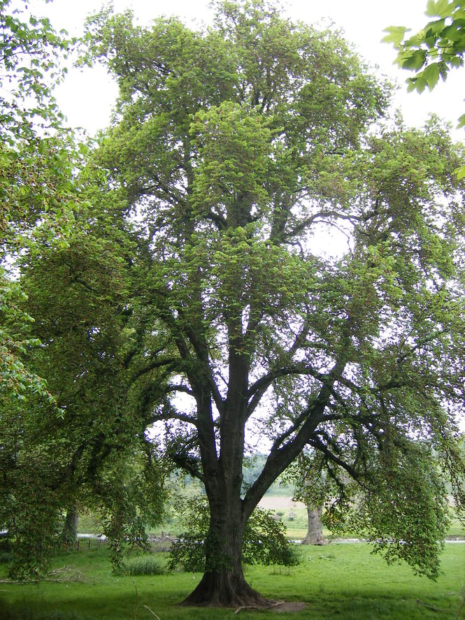 Brest horský 250 - 300 cm hrotiak Ulmus glabra