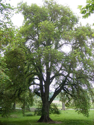 Brest horský 250 - 300 cm hrotiak Ulmus glabra