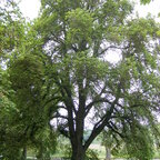 Brest horský 250 - 300 cm hrotiak Ulmus glabra