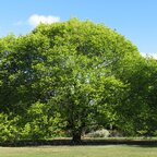 Brest horský 250 - 300 cm hrotiak Ulmus glabra