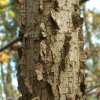 Brest hrabolistý 250 - 300 cm hrotiak Ulmus minor