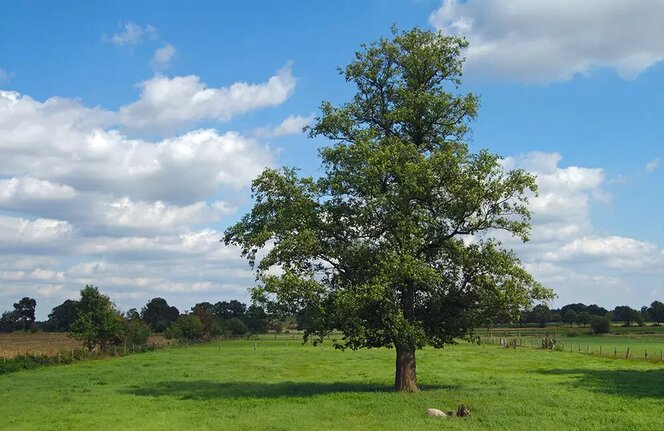 Brest hrabolistý 250 - 300 cm hrotiak Ulmus minor