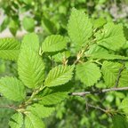 Brest hrabolistý 250 - 300 cm hrotiak Ulmus minor