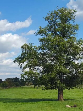 Brest hrabolistý 250 - 300 cm hrotiak Ulmus minor