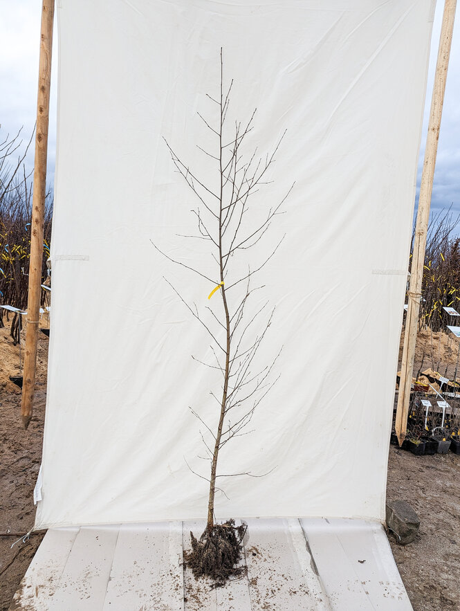 Breza previsnutá alejový strom, obvod kmeňa 6/8 cm Betula pendula