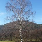 Breza previsnutá alejový strom, obvod kmeňa 6/8 cm Betula pendula