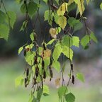 Breza previsnutá alejový strom, obvod kmeňa 6/8 cm Betula pendula