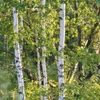 Breza previsnutá alejový strom, obvod kmeňa 6/8 cm Betula pendula