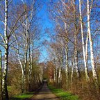 Breza previsnutá alejový strom, obvod kmeňa 6/8 cm Betula pendula