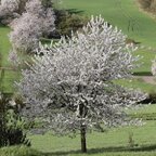 Čerešňa vtáčia 130 - 150 cm kmeň+koruna Prunus avium