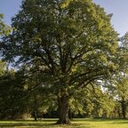 Dub letný 70 - 140 cm hrotiak Quercus robur