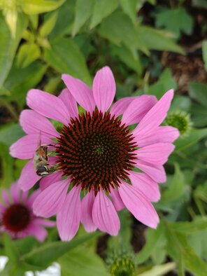 Echinacea purpurová, kont.