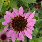 Echinacea purpurová, kont.