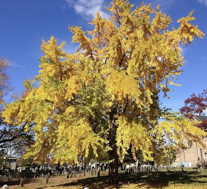 Gingko dvojlaločné 80 - 140 cm hrotiak Ginko biloba