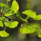 Gingko dvojlaločné 80 - 140 cm hrotiak Ginko biloba