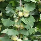 Gingko dvojlaločné 80 - 140 cm hrotiak Ginko biloba