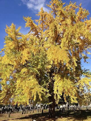 Gingko dvojlaločné 80 - 140 cm hrotiak Ginko biloba