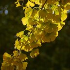 Gingko dvojlaločné 80 - 140 cm hrotiak Ginko biloba