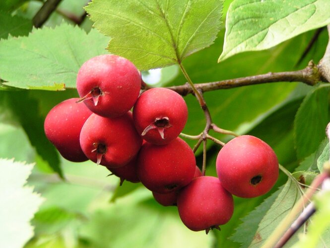 Hloh javorolistý, podp. hloh, 170+ cm hrotiak Crataegus pedicellata