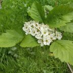 Hloh javorolistý, podp. hloh, 170+ cm hrotiak Crataegus pedicellata