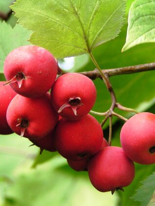 Hloh javorolistý, podp. hloh, 170+ cm hrotiak Crataegus pedicellata