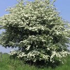 Hloh jednosemenný 80 - 140 cm hrotiak Crataegus monogyna