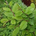 Hrab obyčajný 180+ cm hrotiak Carpinus betulus