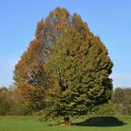 Hrab obyčajný 180+ cm hrotiak Carpinus betulus