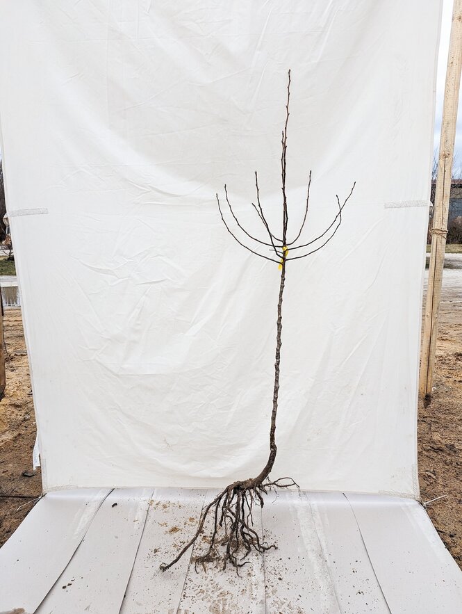 Hruška Amanliská, podp. hruška planá, 80 - 129 cm kmeň+koruna