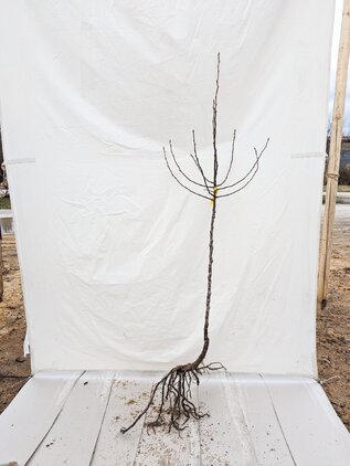 Hruška Amanliská, podp. hruška planá, 80 - 129 cm kmeň+koruna