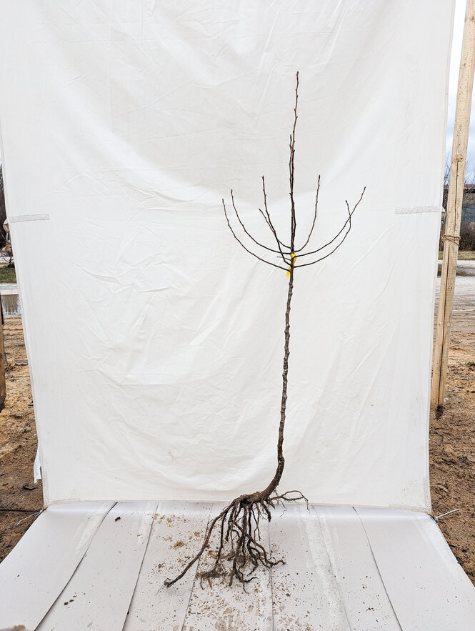 Hruška Libochovická, podp. hruška planá, 80 - 129 cm kmeň+koruna