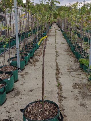 Jabloň Ananásová reneta, podp. jabloň semenáč, 170+ cm hrotiak Airpot 31l