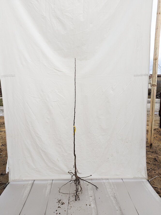 Jabloň Baumanova reneta, podp. jabloň semenáč, 80 - 140 cm hrotiak