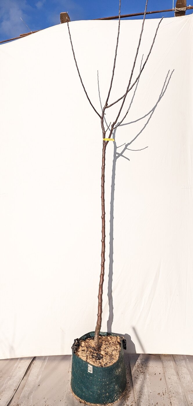 Jabloň Blenheimská reneta, podp. jabloň semenáč, 160 - 190 cm kmeň+koruna Airpot 31.