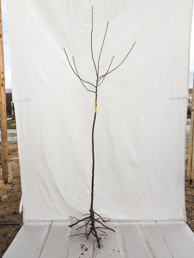 Jabloň Croncelské, podp. jabloň semenáč, 130 - 150 cm kmeň+koruna
