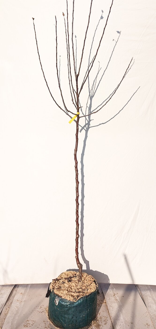 Jabloň Kardinál pásikavý, podp. jabloň semenáč, 130 - 150 cm kmeň+koruna Airpot 31l
