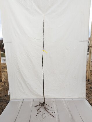 Jabloň Ontário, podp. jabloň semenáč, 140 - 170 cm hrotiak