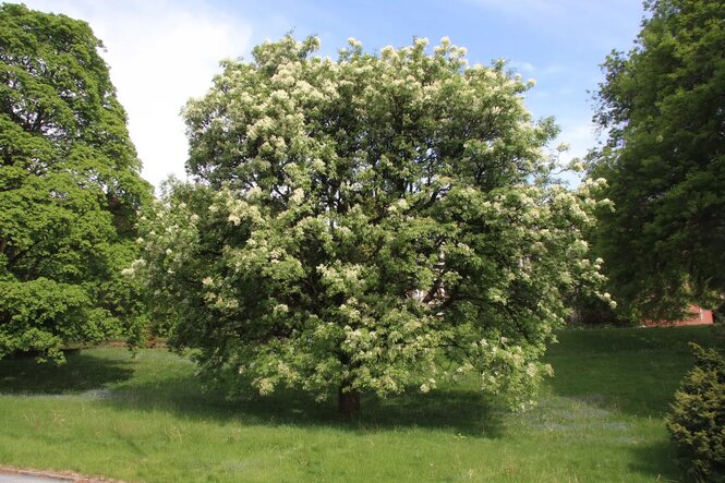 Jaseň mannový 170 - 250 cm hrotiak Fraxinus ornus