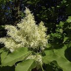 Jaseň mannový 170 - 250 cm hrotiak Fraxinus ornus