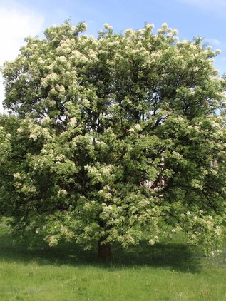 Jaseň mannový 170 - 250 cm hrotiak Fraxinus ornus