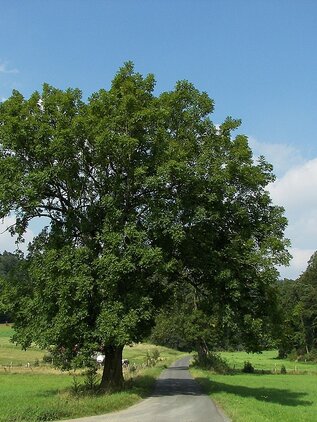 Jaseň štíhly 170 - 250 cm hrotiak Fraxinus excelsior