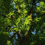 Jaseň štíhly 170 - 250 cm hrotiak Fraxinus excelsior