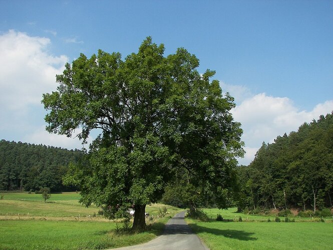 Jaseň štíhly 170 - 250 cm hrotiak Fraxinus excelsior