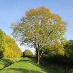 Jaseň štíhly 170 - 250 cm hrotiak Fraxinus excelsior