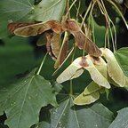 Javor mliečny alejový strom, obvod kmeňa 8/10 cm Acer platanoides