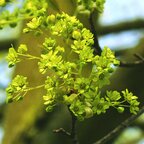 Javor mliečny alejový strom, obvod kmeňa 8/10 cm Acer platanoides