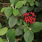 Kalina siripútková 45 - 70 cm, kont. Viburnum opulus